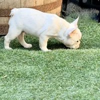 Pip, a female French Bulldog for sale in San Diego, CA – 7 of 7