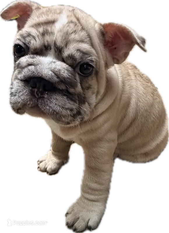 Vertuccio – French Bulldog puppy for sale in San Diego, CA