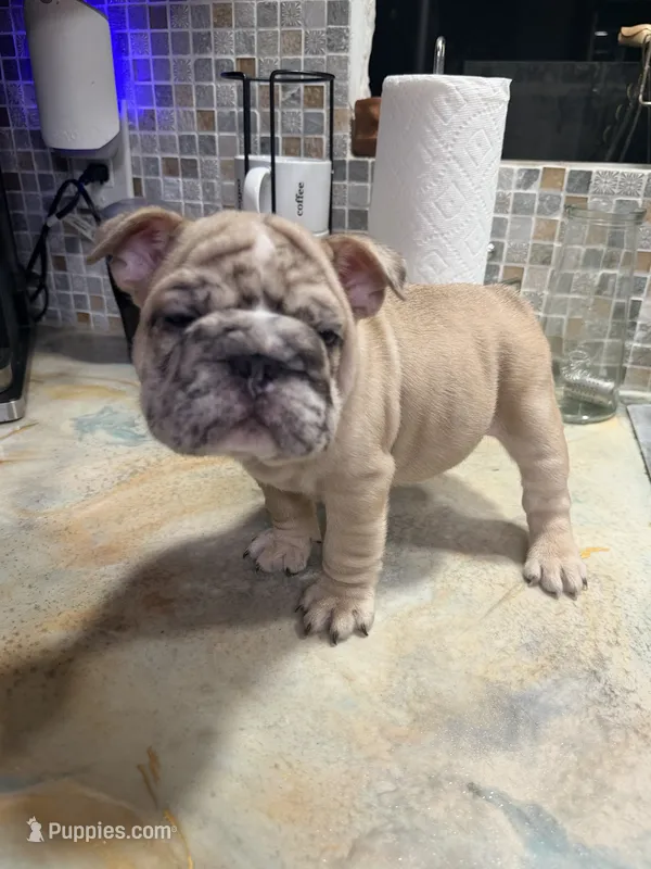 Vertuccio – French Bulldog puppy for sale in San Diego, CA