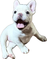 Pip, a female French Bulldog for sale in San Diego, CA – 4 of 7