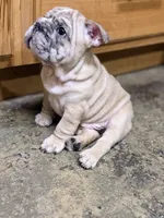 Vertuccio, a male French Bulldog for sale in San Diego, CA – 6 of 6