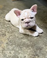 Pearl, a female French Bulldog for sale in San Diego, CA – 3 of 7