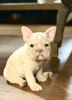 Pearl, a female French Bulldog for sale in San Diego, CA – 1 of 7