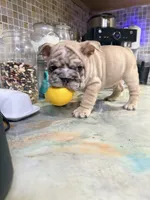 Vertuccio, a male French Bulldog for sale in San Diego, CA – 2 of 6