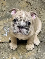 Vertuccio, a male French Bulldog for sale in San Diego, CA – 4 of 6