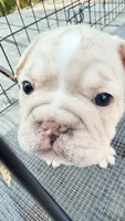 Pearl, a female French Bulldog for sale in San Diego, CA – 7 of 7