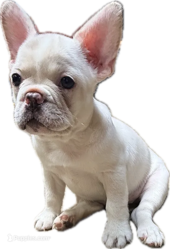 Pip – French Bulldog puppy for sale in San Diego, CA
