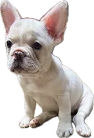 Pip, a female French Bulldog for sale in San Diego, CA – 3 of 7