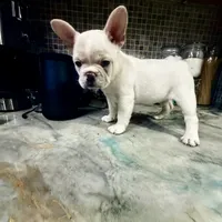 Pip, a female French Bulldog for sale in San Diego, CA – 4 of 4