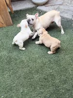 Pip, a female French Bulldog for sale in San Diego, CA – 5 of 7