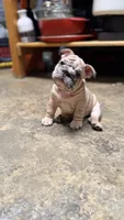 Vertuccio, a male French Bulldog for sale in San Diego, CA – 3 of 6