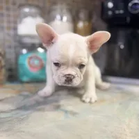 Pip, a female French Bulldog for sale in San Diego, CA – 2 of 4