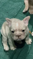 Pearl, a female French Bulldog for sale in San Diego, CA – 6 of 7