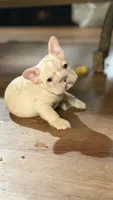 Pearl, a female French Bulldog for sale in San Diego, CA – 2 of 7