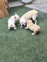 Pip, a female French Bulldog for sale in San Diego, CA – 6 of 7