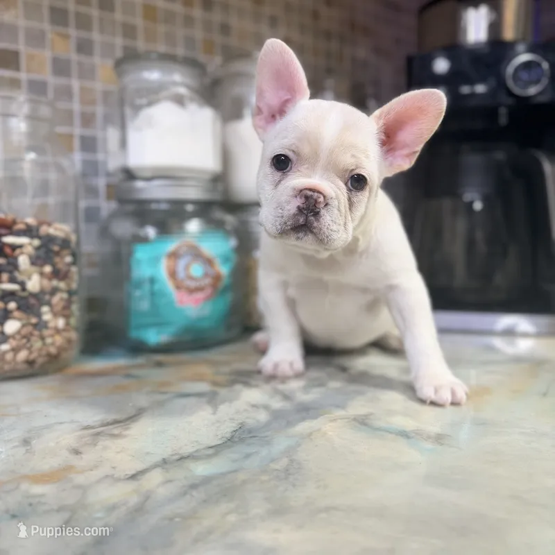 Pip – French Bulldog puppy for sale in San Diego, CA