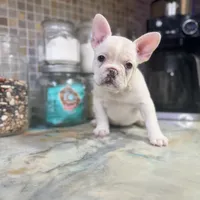Pip, a female French Bulldog for sale in San Diego, CA – 1 of 4