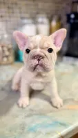 Pearl, a female French Bulldog for sale in San Diego, CA – 4 of 7
