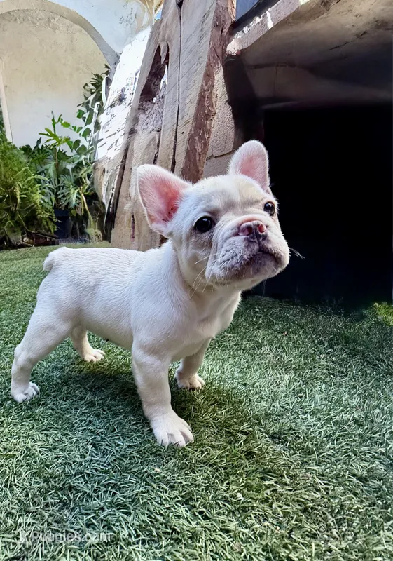 Pearl – French Bulldog puppy for sale in San Diego, CA