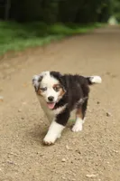 Emerald, a male Miniature American Shepherd for sale in Guys Mills, PA – 2 of 7