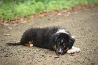 Saphire, a female Miniature American Shepherd for sale in Guys Mills, PA – 5 of 10