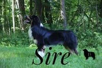Emerald, a male Miniature American Shepherd for sale in Guys Mills, PA – 7 of 7