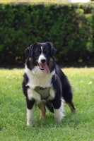 Cedar, a female Miniature American Shepherd for sale in Guys Mills, PA – 3 of 8