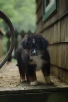 Saphire, a female Miniature American Shepherd for sale in Guys Mills, PA – 2 of 5