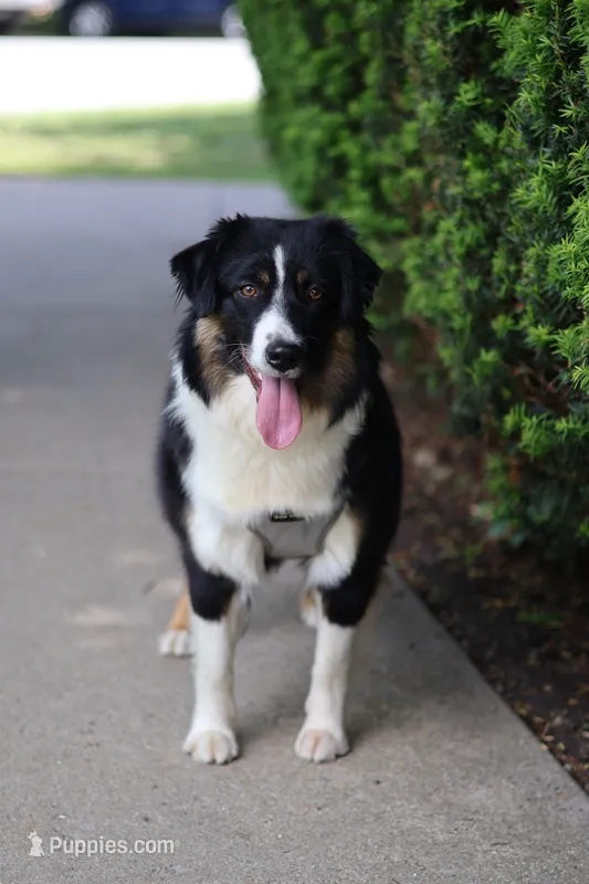 Cedar – Miniature American Shepherd puppy for sale in Guys Mills, PA
