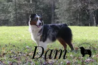 Saphire, a female Miniature American Shepherd for sale in Guys Mills, PA – 4 of 5