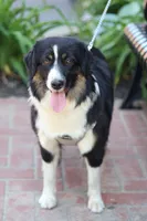 Cedar, a female Miniature American Shepherd for sale in Guys Mills, PA – 6 of 8