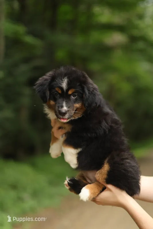 Saphire – Miniature American Shepherd puppy for sale in Guys Mills, PA