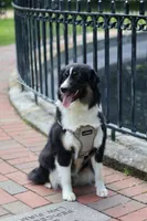 Cedar, a female Miniature American Shepherd for sale in Guys Mills, PA – 7 of 8