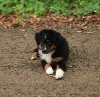 Saphire, a female Miniature American Shepherd for sale in Guys Mills, PA – 6 of 10
