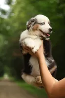 Emerald, a male Miniature American Shepherd for sale in Guys Mills, PA – 3 of 7