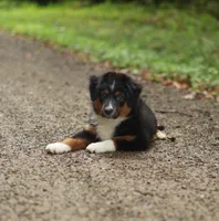 Saphire, a female Miniature American Shepherd for sale in Guys Mills, PA – 2 of 10
