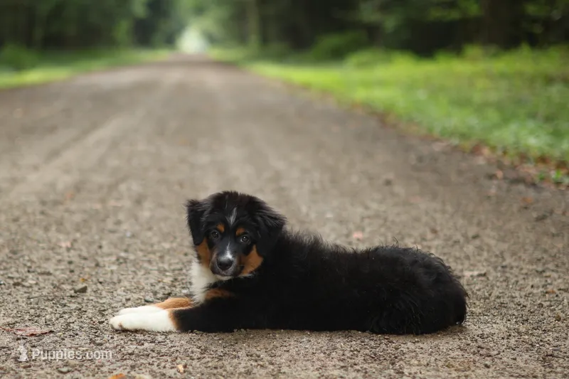 Saphire – Miniature American Shepherd puppy for sale in Guys Mills, PA