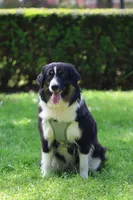 Cedar, a female Miniature American Shepherd for sale in Guys Mills, PA – 4 of 8