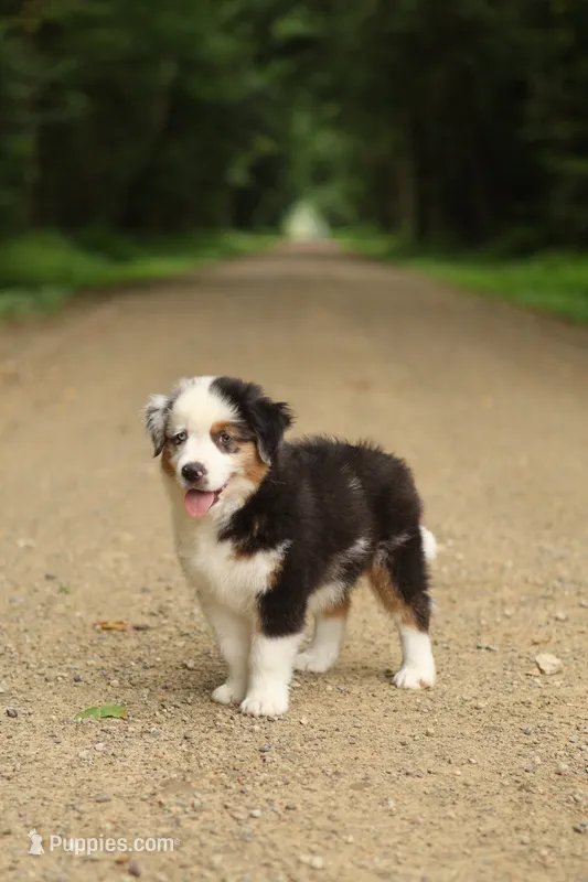Emerald – Miniature American Shepherd puppy for sale in Guys Mills, PA
