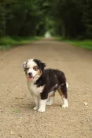 Emerald, a male Miniature American Shepherd for sale in Guys Mills, PA – 1 of 7