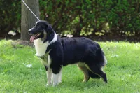 Cedar, a female Miniature American Shepherd for sale in Guys Mills, PA – 8 of 8
