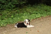 Emerald, a male Miniature American Shepherd for sale in Guys Mills, PA – 5 of 7