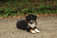 Saphire, a female Miniature American Shepherd for sale in Guys Mills, PA – 3 of 10