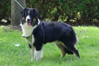 Cedar, a female Miniature American Shepherd for sale in Guys Mills, PA – 2 of 8