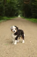 Emerald, a male Miniature American Shepherd for sale in Guys Mills, PA – 4 of 7