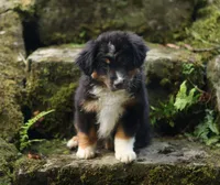 Saphire, a female Miniature American Shepherd for sale in Guys Mills, PA – 3 of 5