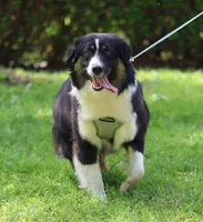 Cedar, a female Miniature American Shepherd for sale in Guys Mills, PA – 5 of 8