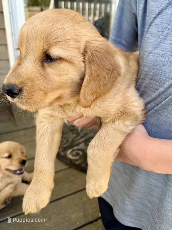 Tubby – Golden Retriever puppy for sale in Carrollton, GA