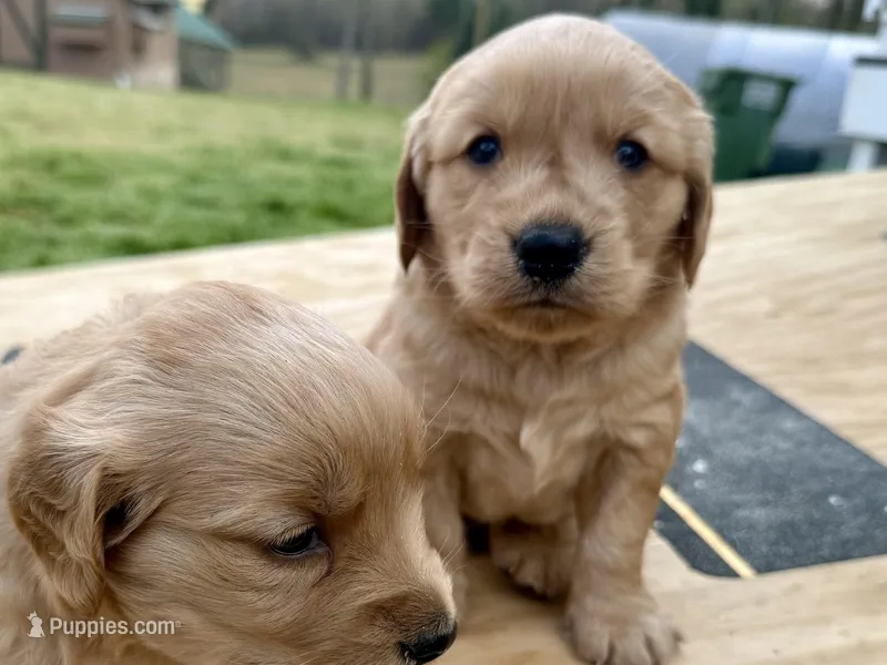 Tubby – Golden Retriever puppy for sale in Carrollton, GA