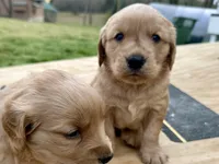 Tubby, a male Golden Retriever for sale in Carrollton, GA – Photo 3 of 3